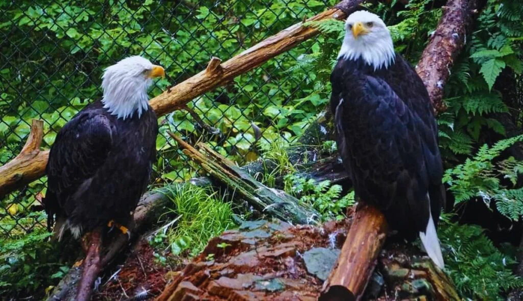 Alaska Raptor Center